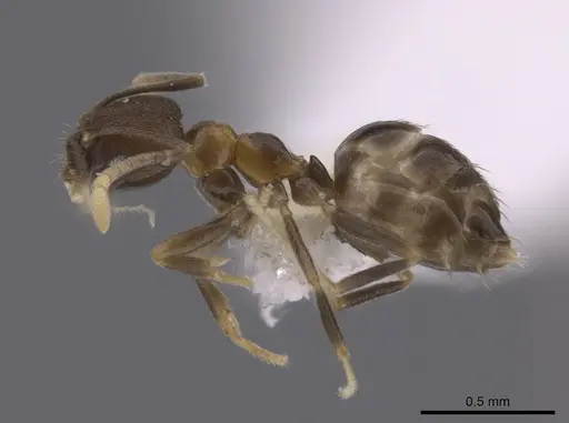 Brachymyrmex santschii - CASENT0653666