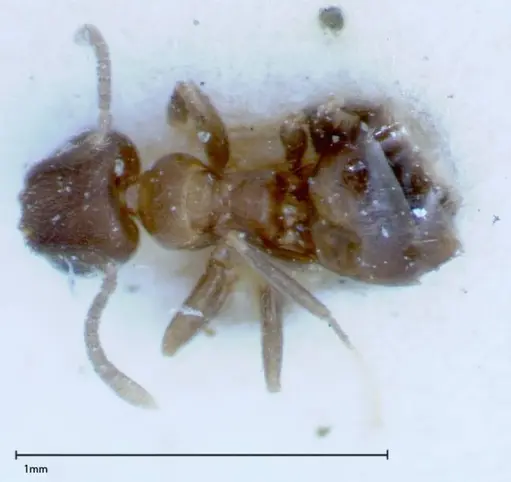 Brachymyrmex santschii - FOCOL0155