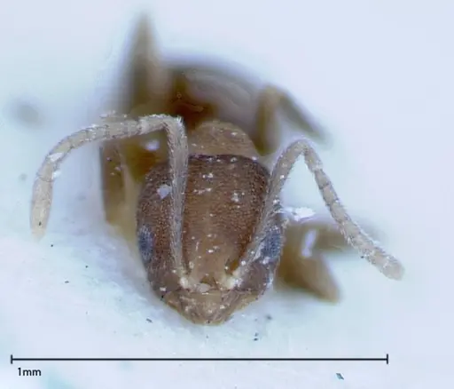 Brachymyrmex santschii - FOCOL0155