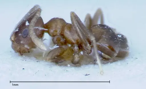 Brachymyrmex santschii - FOCOL0155