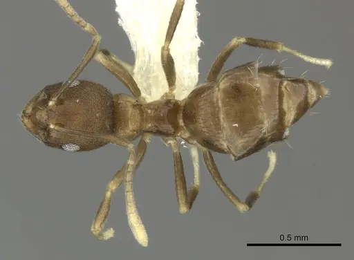 Brachymyrmex santschii - INBIOCRI001281234