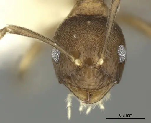 Brachymyrmex santschii - INBIOCRI001281234