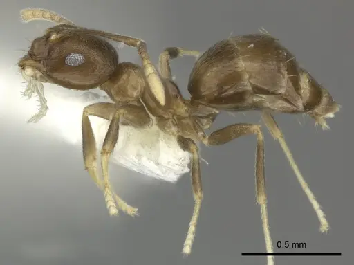 Brachymyrmex santschii - INBIOCRI001281234