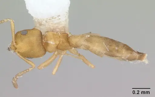 Brachymyrmex termitophilus specimen