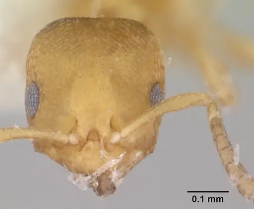 Brachymyrmex termitophilus specimen