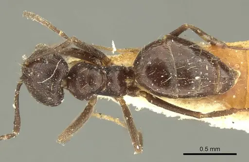 Brachymyrmex tristis specimen