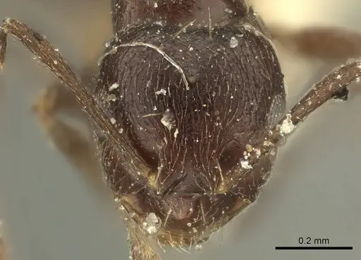 Brachymyrmex tristis specimen