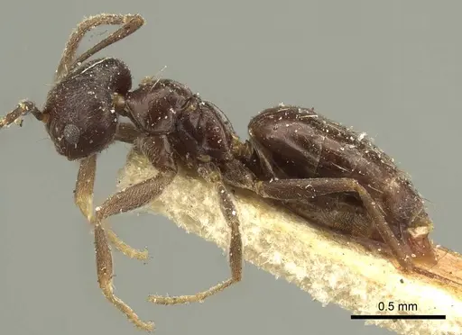 Brachymyrmex tristis - CASENT0915737