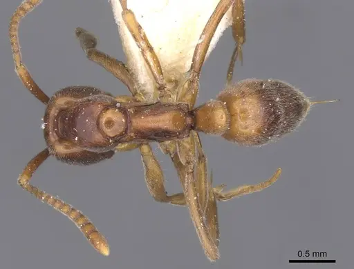 Brachyponera arcuata specimen