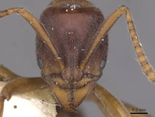 Brachyponera arcuata specimen