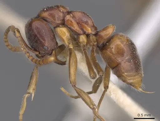 Brachyponera arcuata specimen