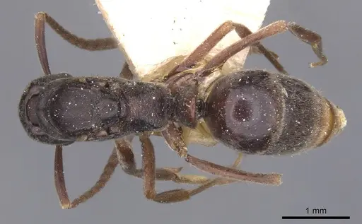 Brachyponera arcuata - CASENT0915266