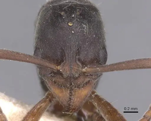 Brachyponera arcuata - CASENT0915266