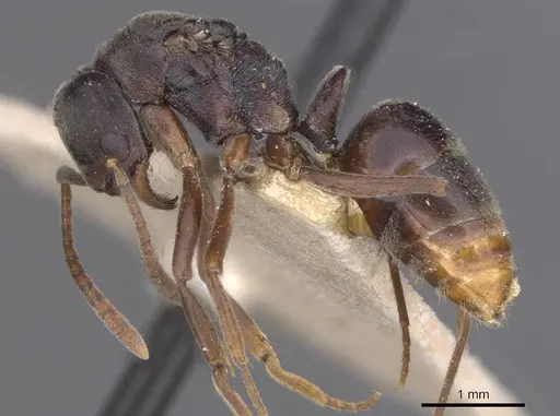 Brachyponera arcuata - CASENT0915266