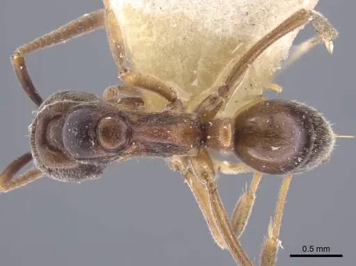 Brachyponera arcuata - CASENT0916828