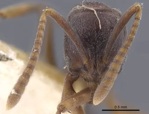 Brachyponera arcuata - CASENT0916828