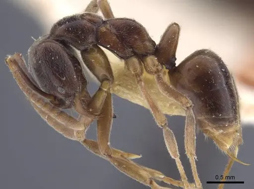 Brachyponera arcuata - CASENT0916828