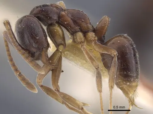 Brachyponera arcuata - CASENT0916828