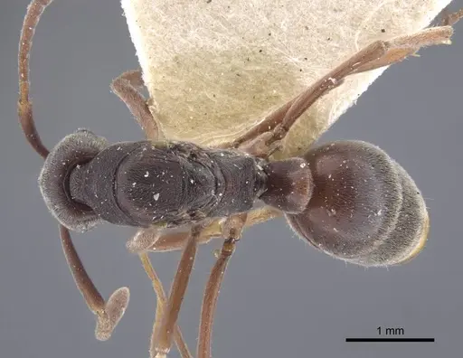 Brachyponera arcuata - CASENT0916829