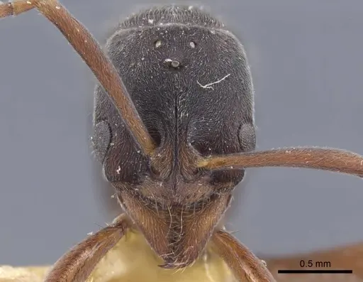 Brachyponera arcuata - CASENT0916829