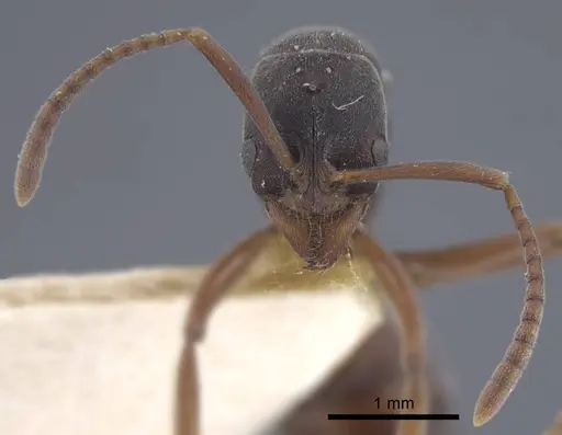 Brachyponera arcuata - CASENT0916829