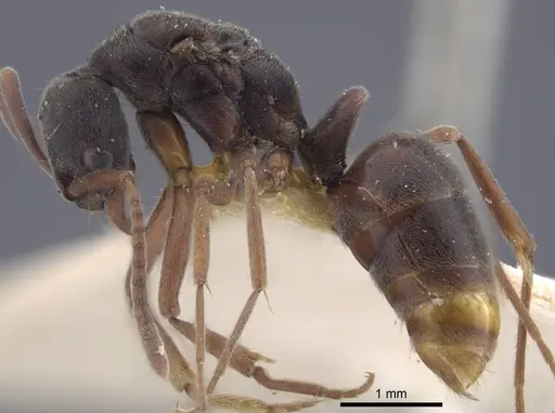 Brachyponera arcuata - CASENT0916829