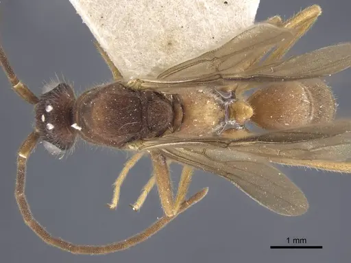 Brachyponera arcuata - CASENT0916830