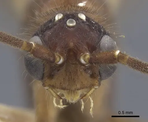 Brachyponera arcuata - CASENT0916830