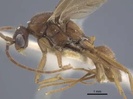 Brachyponera arcuata - CASENT0916830