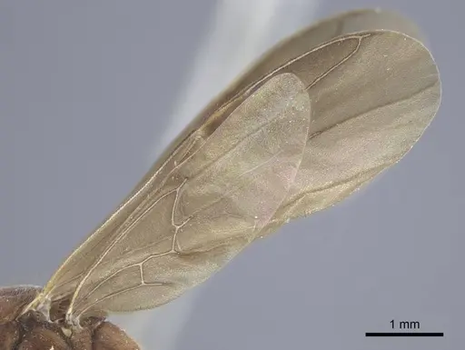 Brachyponera arcuata - CASENT0916830