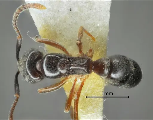 Brachyponera brevidorsa specimen