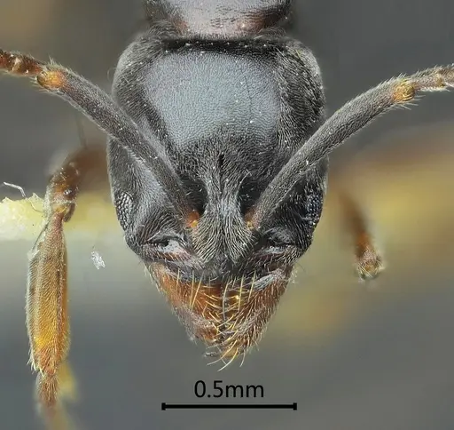 Brachyponera brevidorsa specimen