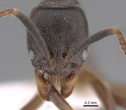 Brachyponera christmasi specimen