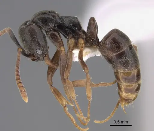 Brachyponera christmasi specimen