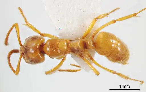 Brachyponera lutea specimen