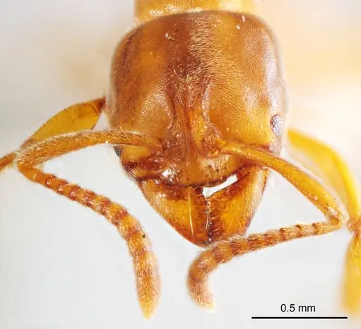 Brachyponera lutea specimen