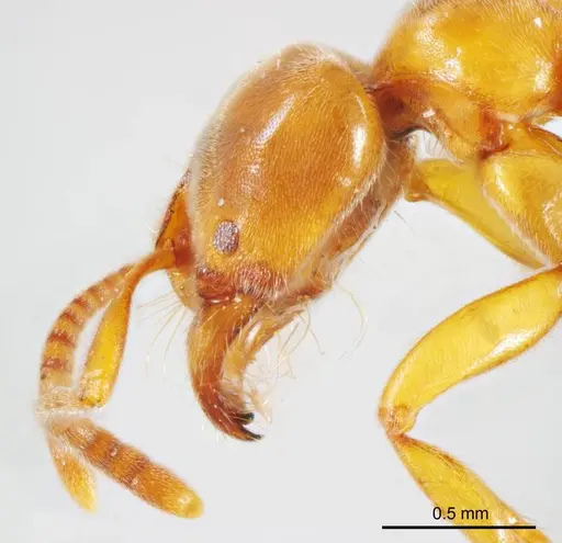 Brachyponera lutea specimen