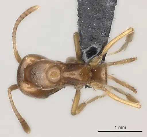 Brachyponera lutea - CASENT0217564