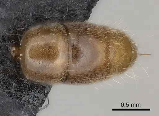 Brachyponera lutea - CASENT0217564