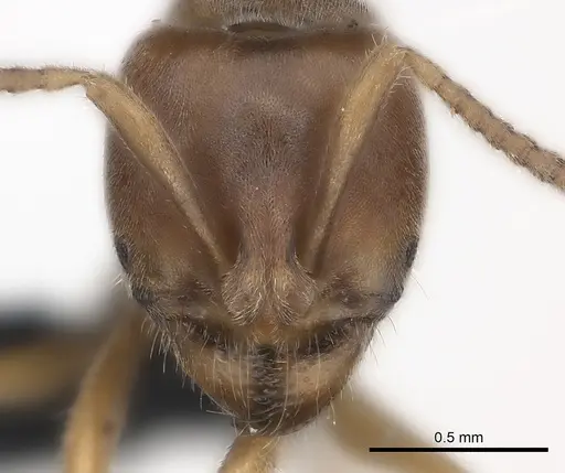 Brachyponera lutea - CASENT0217564