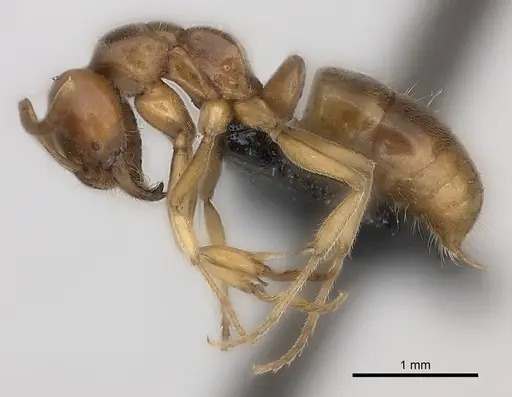 Brachyponera lutea - CASENT0217564