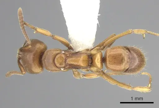 Brachyponera lutea - CASENT0249181