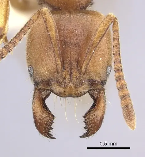 Brachyponera lutea - CASENT0249181