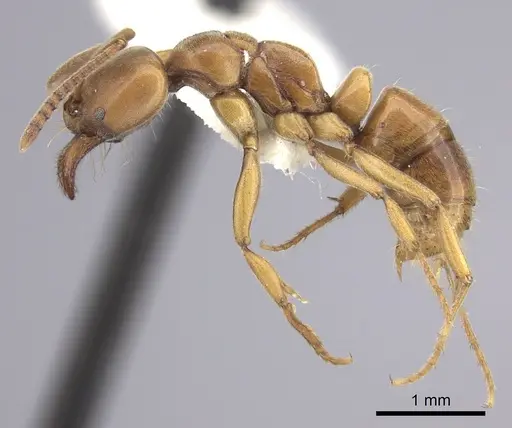 Brachyponera lutea - CASENT0249181