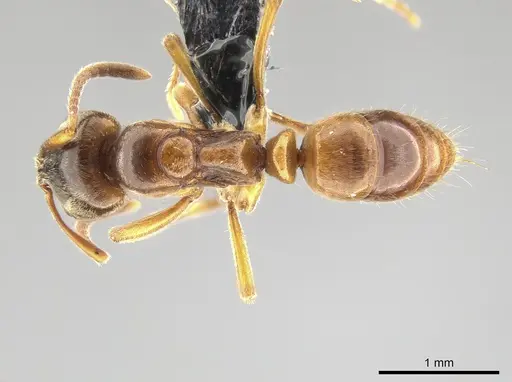 Brachyponera lutea - CASENT0650371