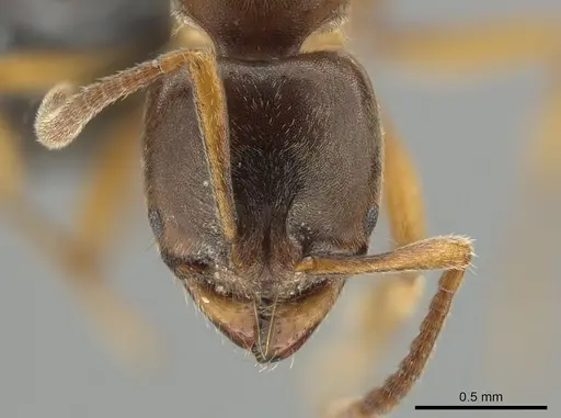 Brachyponera lutea - CASENT0650371