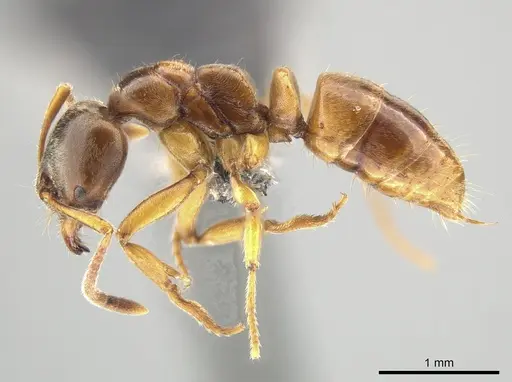 Brachyponera lutea - CASENT0650371