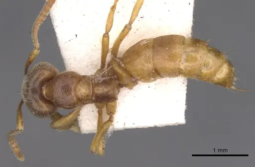 Brachyponera lutea - CASENT0902499