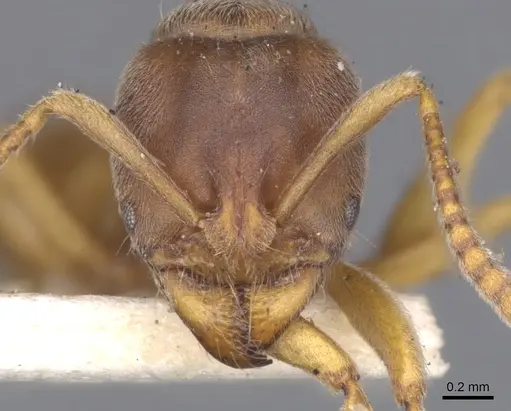 Brachyponera lutea - CASENT0902499