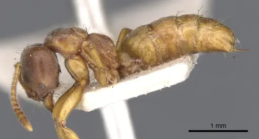 Brachyponera lutea - CASENT0902499